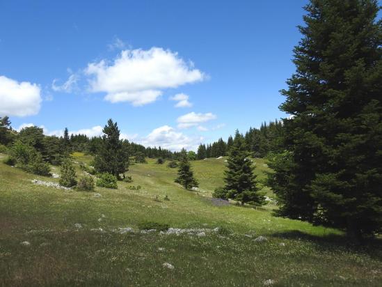 Au collet sous le sommet de la Banne