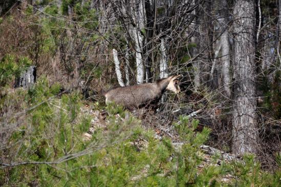 Rencontre avec un chamois dans le Pas du Teysson