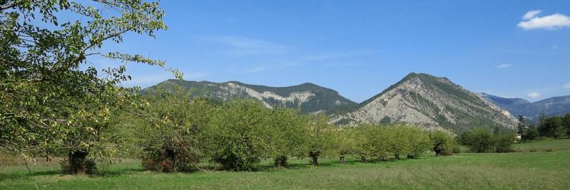 Les plantations de noyers à Vaux