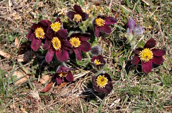 Sur la montagne du Poët, on trouve les délicates anémones pulsatilles