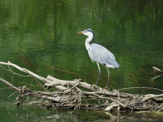 Héron au pied de la passerelle sur la Marne face au parc de Noisiel