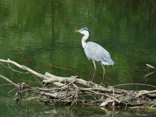 Héron au pied de la passerelle sur la Marne face au parc de Noisiel