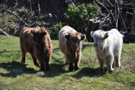 Les jeunes Highlands de la ferme de la Bisette