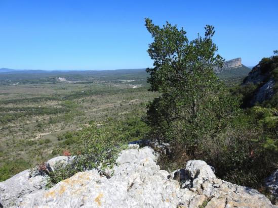 Dernier regard sur les plateaux qui s'étalent au N du Pic Saint-Loup avant de redescendre sur Cazevieille