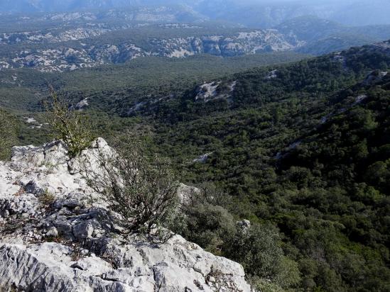 Panorama sur le forêt de Saint-Guilhem depuis le belvédère du Roc Trinquat