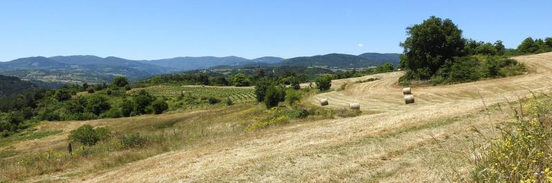 A l'approche de Morens (prairies et vignobles)