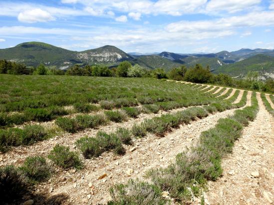 L'allée des lavandes entre Laborel et le col Saint-Jean