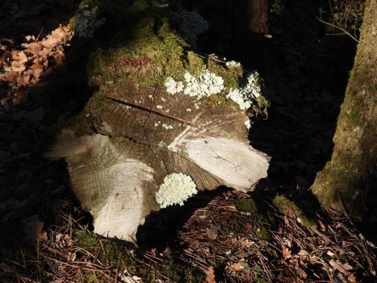 Bois mort dans la forêt de Chantegraille