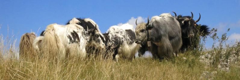 Le troupeau de yacks et de dzos du col de Gleize