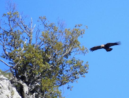 L'aigle royal d'Izon-la-Bruisse