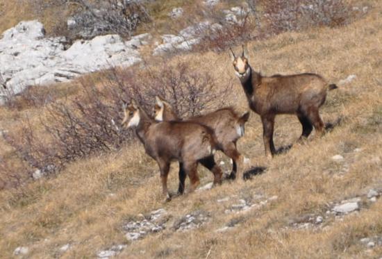 Les chamois de la montagne de Boutarinard