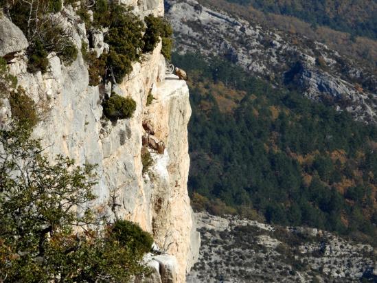 Aires de vautours-fauves dans les falaises du Rocher de la Lauze