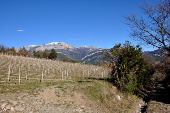 Les vignes au-dessus du hameau des Derbons