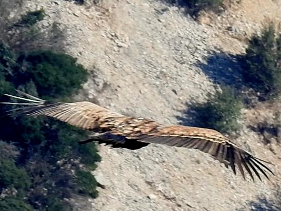 Vol d'un vautour-fauve