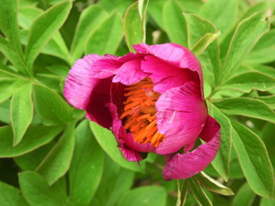 Une pivoine sauvage sur le plateau de la Séranne