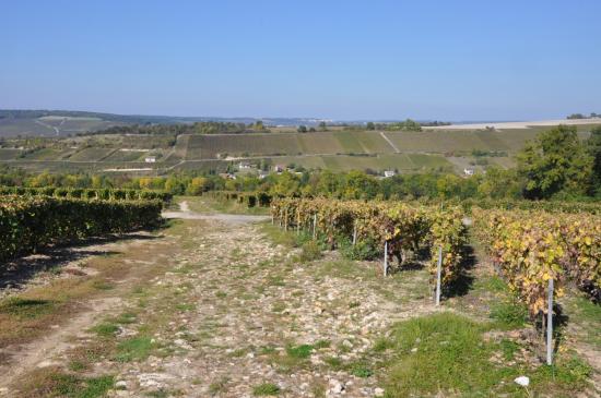 Dans les vignes au-dessus de Chézy-sur-Marne