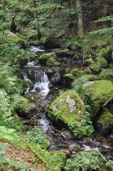 Le ruisseau émissaire du lac de Schiessrothried