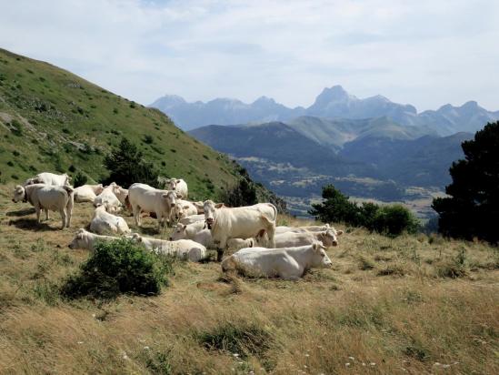 Dans le col des Prêtres avec pour horizon les montagnes du Dévoluy