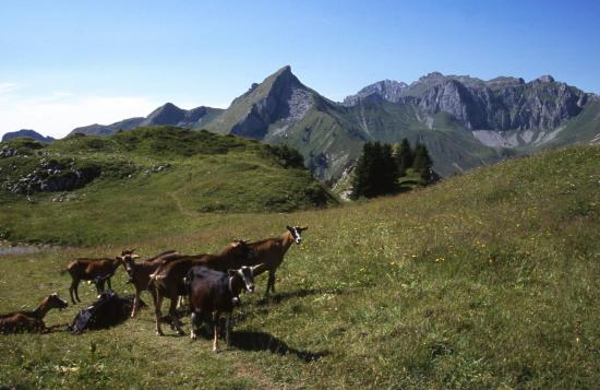 Retour au Pas de la Bosse après avoir gambadé sur les crêtes des Cornettes de Bise