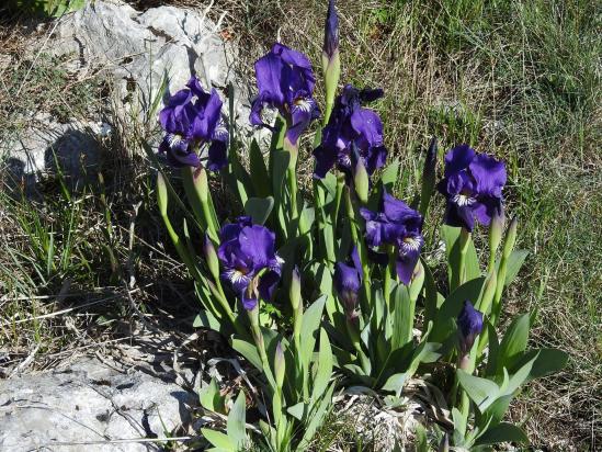 Les iris sauvages du plateau de Suech