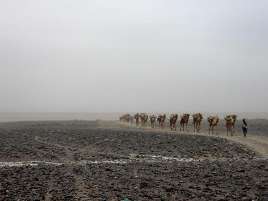 Une caravane provenant du site d'extraction du sel arrive à Hamed Ila