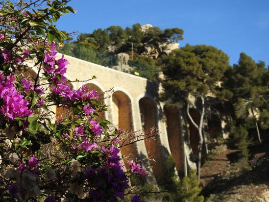 Bougainvillées dans l'anse de la Redonne