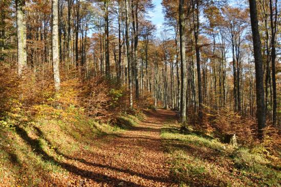 Du côté de la source de l'Andlau