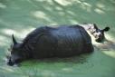 Hippopotame à Chitwan
