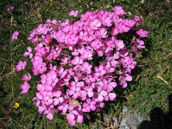 La flore du col d'Urine