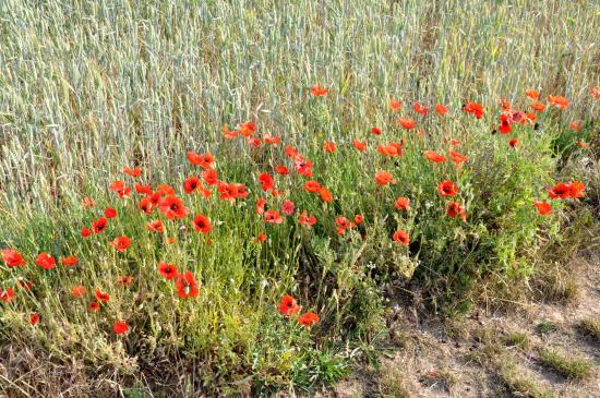 Les coquelicots en bordure des champs entre Etampes et Boutigny