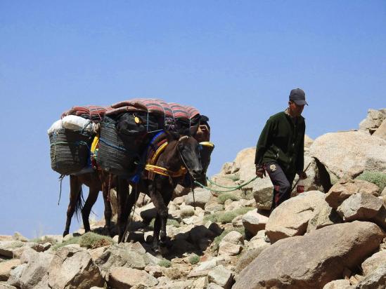 Husseïn et sa mule à l'approche des azibs Boukchoud