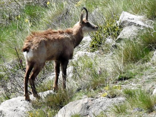 Chamois dans la prairie de l'Argilas