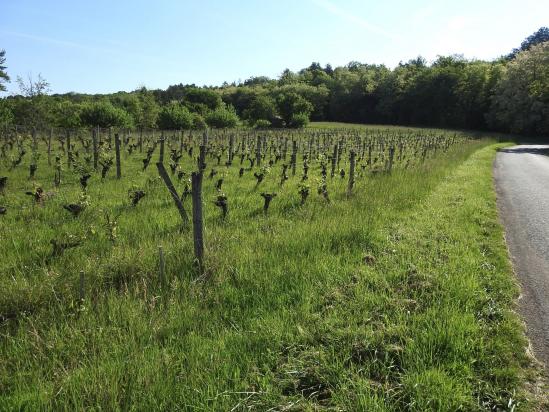 On croise les premières vignes à la sortie de Cramans