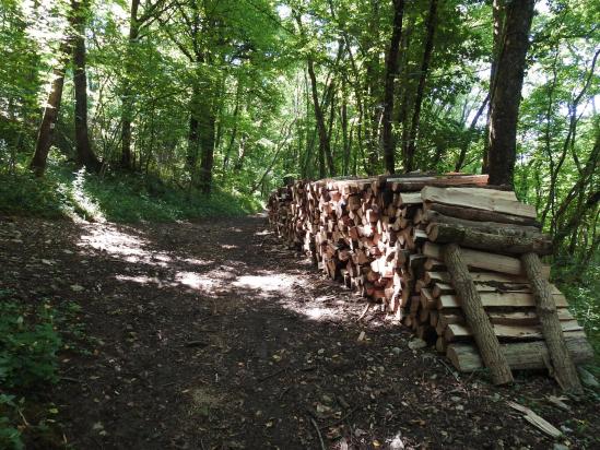 En forêt entre La Chapelle-sur-Furieuse et Onay