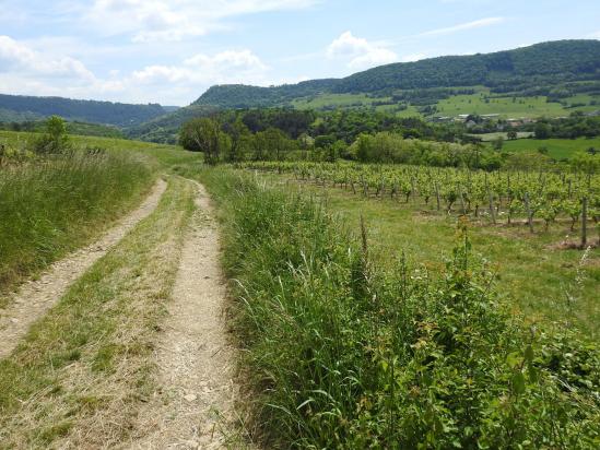A l'approche de Salins, les vignes de Chamoz