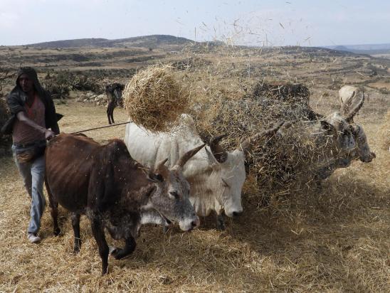 C'est la période des moissons sur le plateau à l'approche de Mekele