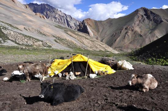 Les nomades de Shade en estive sous le Rotang La (le Lar La est en arrière-plan)