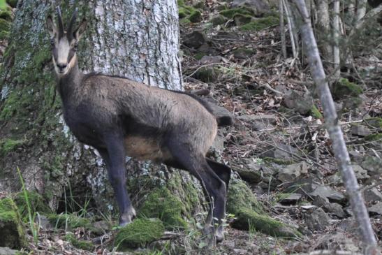 Chamois solitaire du côté du Molkenrain