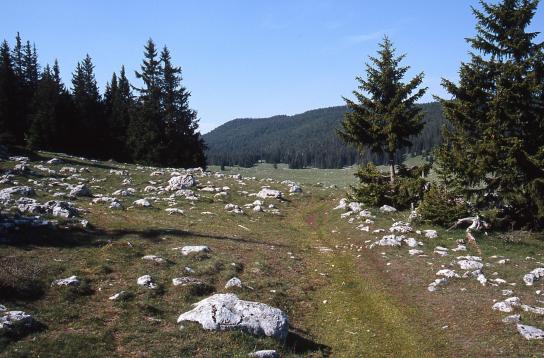 La prairie de Darbounouse au coeur de la réserve des Hauts Plateaux