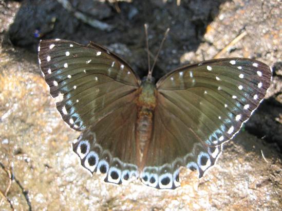 Un papillon de la vallée de la Marsyangdi khola