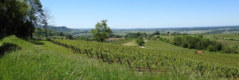 Le vignoble de Montigny-lès-Arsures