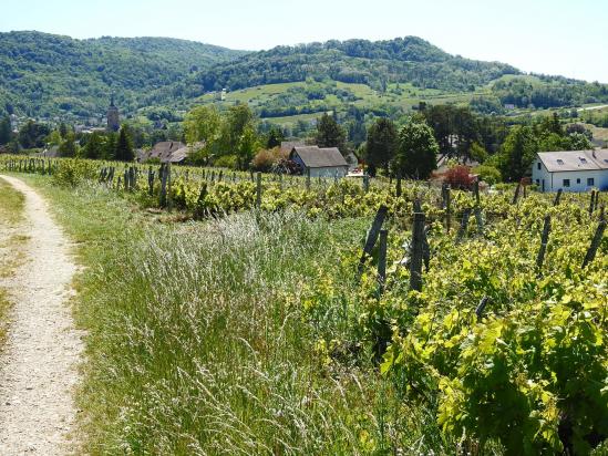 A l'approche d'Arbois