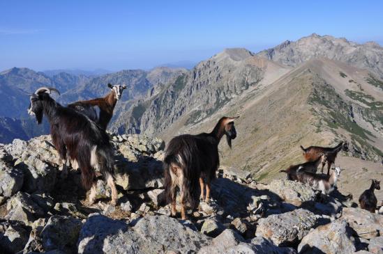 Depuis le sommet du Monte Cardo débute la crête qui le relie au Monte Rotondo