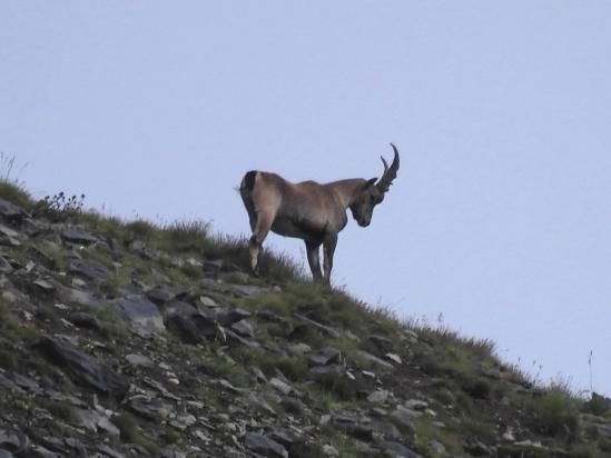 Un bouquetin sur la crête des Rochers du Rochail