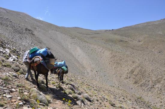 Haute vallée de l'assif Tnirt : mules expérimentées seulement...