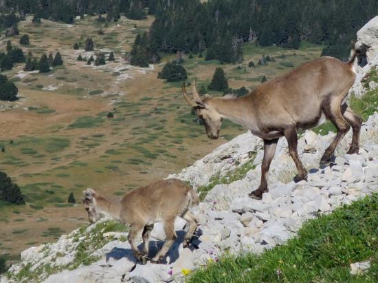 Rencontre avec les familles bouquetin