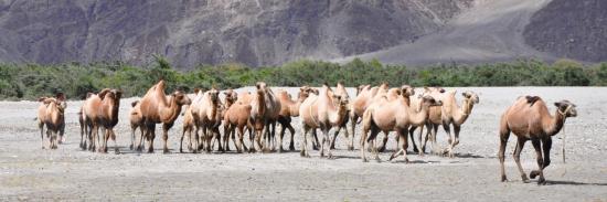 Chameaux de Bactriane dans la vallée de la Nubra (J&K - Inde)