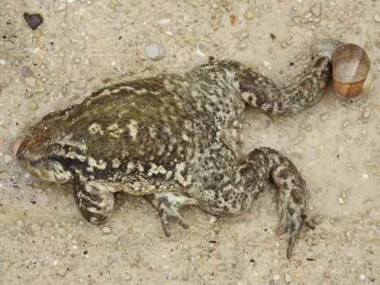 Le crapaud n'a pas été assez rapide pour échapper au prédateur l'escargot...