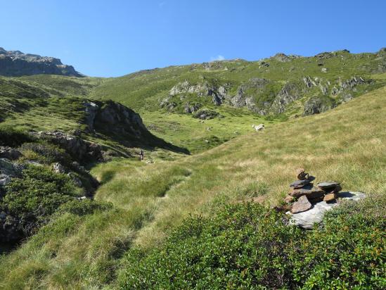 Myrtilliers en grosse quantité dans la montée vers le port du Moudang