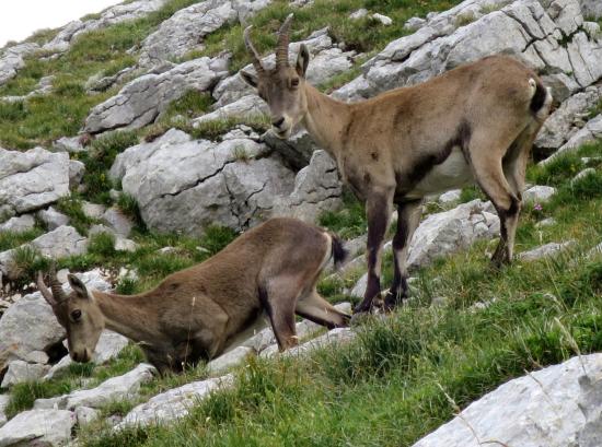 Bouquetins sur la crête des Rochers de la Balme